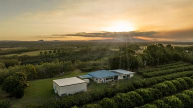 Farm For Sale - QLD - Mareeba - 4880 - BE YOUR OWN BOSS WITH THE BEST VIEWS IN MAREEBA  (Image 2)
