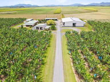 Farm For Sale - QLD - Innisfail - 4860 - Blue-Chip opportunity. Liverpool River Bananas.  (Image 2)