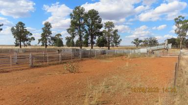 Farm For Sale - NSW - Hermidale - 2831 - KARINYA  (Image 2)