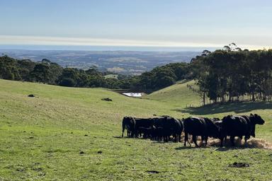 1205 Range Road, McLaren Flat SA 5171