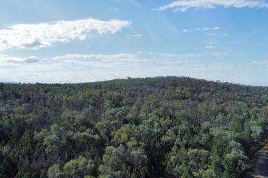 Farm Sold - NSW - Grenfell - 2810 - BUILDING ENTITLEMENT - TRAILBIKE RIDING & HUNTING ESCAPE!  (Image 2)