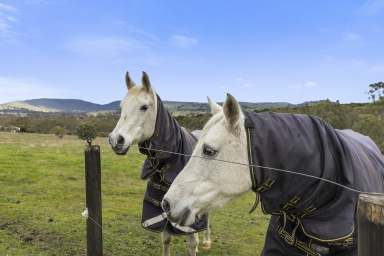 Farm For Sale - VIC - Pyalong - 3521 - MOTIVATED VENDOR PRICE REDUCTION
20 Acres, 2 houses  (Image 2)