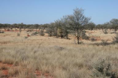 Farm Sold - QLD - Thargomindah - 4492 - South West Queensland Grazing  (Image 2)