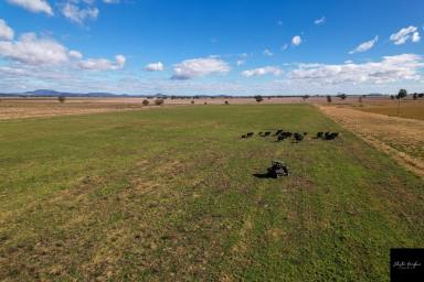 Farm Sold - NSW - Gunnedah - 2380 - PRODUCTIVE HOLDING WITH IMPRESSIVE VIEWS ACROSS THE PLAINS  (Image 2)