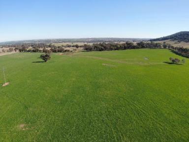 Farm For Sale - NSW - Boorowa - 2586 - 'Black Range' - Spectacular Hilltops Property  (Image 2)
