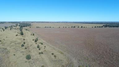 Farm Auction - QLD - Moura - 4718 - HIGHLY REGARDED – RARELY AVAILBLE.  BLUE RIBBON FATTENING & FARMING COUNTRY  (Image 2)