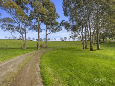 Farm For Sale - VIC - Leongatha North - 3953 - Home, hills and happiness, right here!  (Image 2)