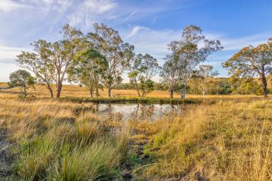 Farm Sold - NSW - Dungog - 2420 - "Sweet Acres"  (Image 2)