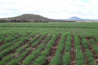 Farm Sold - QLD - Dysart - 4745 - "Mt Walker" Reliable and Fertile Mixed Farming Operation  (Image 2)