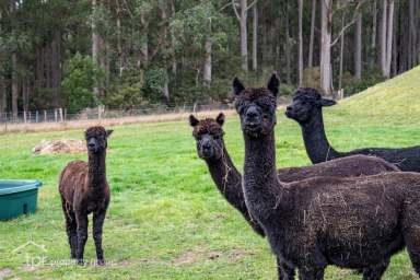 Farm Sold - TAS - Nicholls Rivulet - 7112 - best offer over $950,000  (Image 2)