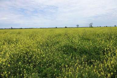 Farm Sold - NSW - Coonamble - 2829 - "Newlands"  912 hectares (2250 acres)  (Image 2)