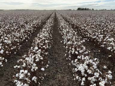 Farm For Sale - NSW - Leeton - 2705 - ALL THE HARD WORK DONE - LASERED, RECYCLE SYSTEM AND HOLDING DAM  (Image 2)