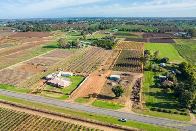 Farm For Sale - VIC - Irymple - 3498 - 4 Acres to Build The Dream!  (Image 2)