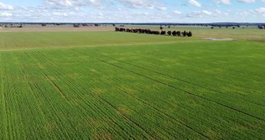 Farm Sold - NSW - Temora - 2666 - Highly Productive Arable Mixed Farm  (Image 2)