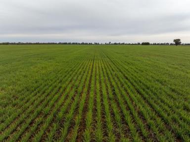 Farm For Sale - NSW - West Wyalong - 2671 - Institutional Grade Turnkey Cropping Property  (Image 2)