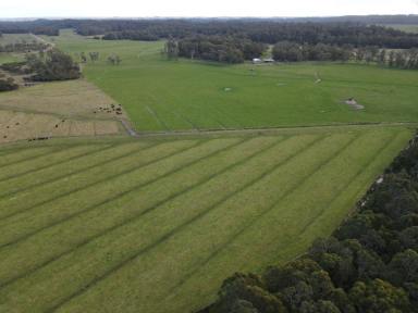 Farm For Sale - TAS - Lileah - 7330 - Well established Beef operation  (Image 2)
