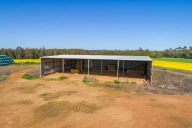 Farm Sold - NSW - Canowindra - 2804 - Riverfrontage Irrigation Country  (Image 2)