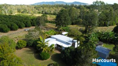 Farm For Sale - QLD - Talegalla Weir - 4650 - 89 Acres of Lifestyle with Income!!!  (Image 2)
