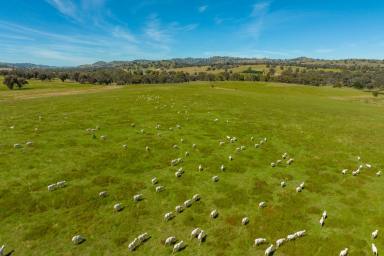 Farm For Sale - NSW - Cowra - 2794 - 1,546AC* RELIABLE RAINFALL, MIXED FARMING & GRAZING PROPERTY  (Image 2)