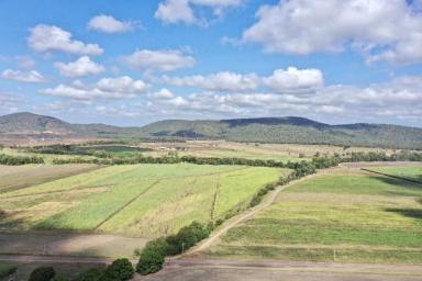 Farm For Sale - QLD - Shirbourne - 4809 - 119 Acre Sugarcane/Grazing Property with 2 Houses & Machinery  (Image 2)