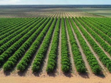 Farm For Sale - NSW - Euston - 2737 - Irrigated Horticulture & Development Opportunity  (Image 2)