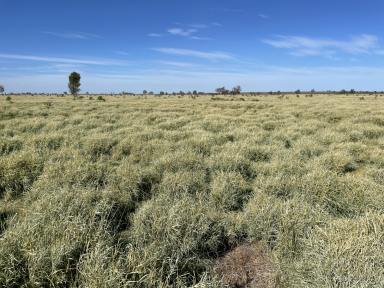 Farm Sold - QLD - Bollon - 4488 - Substantial Blue Chip Aggregation in SW QLD  (Image 2)