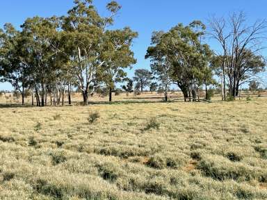 Farm Sold - QLD - Bollon - 4488 - Substantial Blue Chip Aggregation in SW QLD  (Image 2)