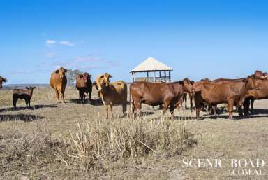 Farm Sold - QLD - Redgate - 4605 - Supreme Rural Properties For Sale In QLD’s Vibrant South Burnett  (Image 2)