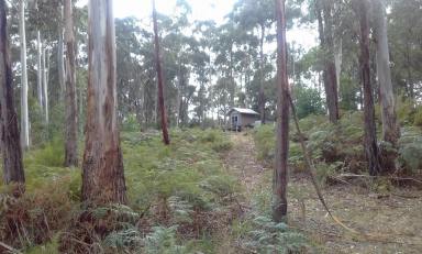 Farm Sold - VIC - Kennedys Creek - 3239 - 4.5 ACRES OF LAND/BUSH WITH VIEWS TOWARDS MOONLIGHT HEADS AND LAVERS HILL RIDGE  (Image 2)