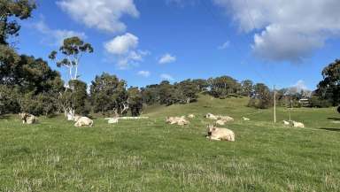 Farm Sold - SA - Gumeracha - 5233 - Premium Rural Landscape  (Image 2)