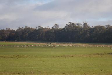 Farm Sold - WA - Manjimup - 6258 - Diverse Investment with Solid Rainfall (60.7 ha)  (Image 2)