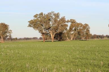 Farm Sold - NSW - Cootamundra - 2590 - Held By The One family Since 1896  (Image 2)