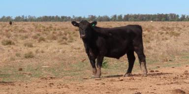 Farm For Sale - NSW - Coonamble - 2829 - "Quabothoo" & "Part Cantara"  (Image 2)