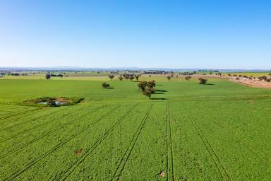 Farm Sold - NSW - Wagga Wagga - 2650 - 2727 ACRES (1103 HA) TOP QUALITY MIXED FARMING IN 6 TITLES  (Image 2)