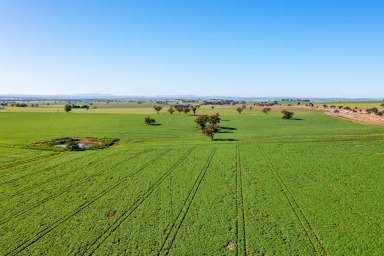 Farm Sold - NSW - Wagga Wagga - 2650 - 2727 ACRES (1103 HA) TOP QUALITY MIXED FARMING IN 6 TITLES  (Image 2)