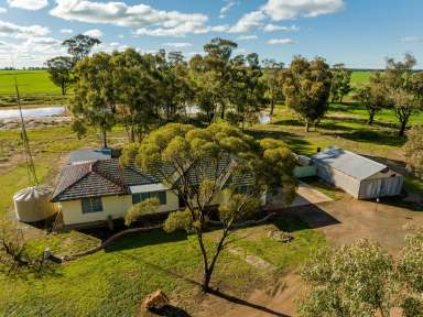 Farm For Sale - NSW - West Wyalong - 2671 - "GRASSMERE" 1969 ACRES (797HA) MIXED FARMING.  (Image 2)