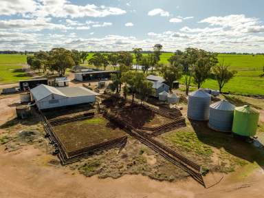 Farm For Sale - NSW - West Wyalong - 2671 - "GRASSMERE" 1969 ACRES (797HA) MIXED FARMING.  (Image 2)