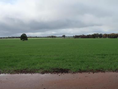 Farm For Sale - NSW - West Wyalong - 2671 - GRASSMERE 1969 ACRES (797HA) MIXED FARMIMG  (Image 2)