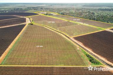 Farm For Sale - NSW - Coomealla - 2717 - Exceptional 23ha Tablegrape Vineyard in Coomealla  (Image 2)