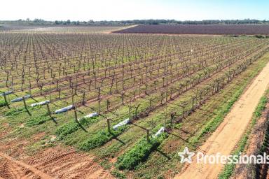 Farm For Sale - NSW - Coomealla - 2717 - Exceptional 23ha Tablegrape Vineyard in Coomealla  (Image 2)
