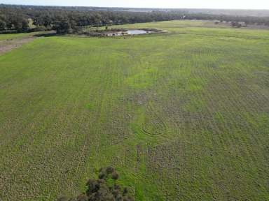 Farm For Sale - NSW - West Wyalong - 2671 - Great Parcel Of Land Located On The Outskirts Of Town  (Image 2)