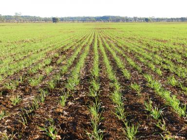 Farm Sold - QLD - Roma - 4455 - NEW PRICE - 500 ac Oats Planted - Good Feed - Lightly Stocked - Breed or Fatten  (Image 2)