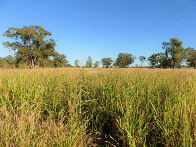 Farm Sold - QLD - Roma - 4455 - NEW PRICE - 500 ac Oats Planted - Good Feed - Lightly Stocked - Breed or Fatten  (Image 2)