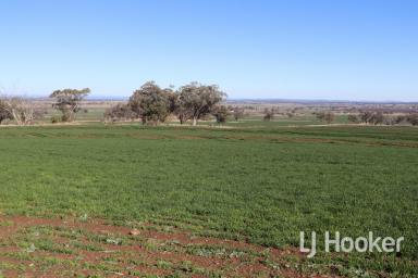 Farm Sold - NSW - Inverell - 2360 - SOLD BY WAYNE DALEY  (Image 2)