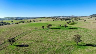 Farm Sold - NSW - Woodstock - 2793 - Wanstrow - Productive Grazing and Farming Country  (Image 2)