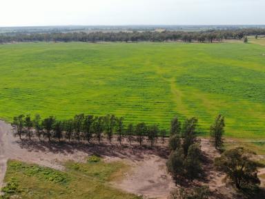 Farm For Sale - NSW - West Wyalong - 2671 - Some Of The Best Value Cropping Country In NSW  (Image 2)