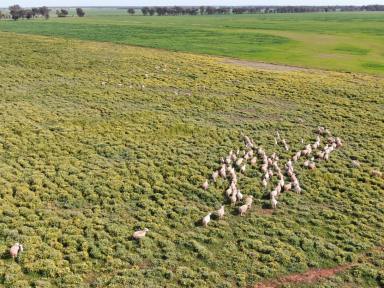 Farm For Sale - NSW - West Wyalong - 2671 - Some Of The Best Value Cropping Country In NSW  (Image 2)