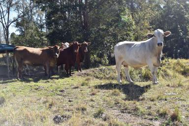 Farm For Sale - QLD - Monsildale via Kilcoy - 4615 - 'COLORADO' - Kilcoy District Cattle Property.  (Image 2)