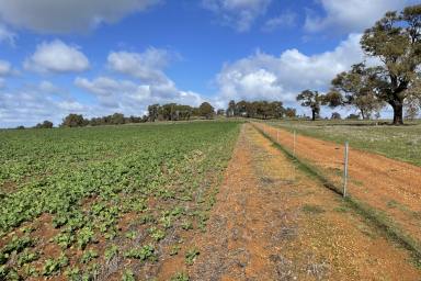 Farm For Sale - WA - Dandaragan - 6507 - Prime lifestyle or add on high production block  (Image 2)