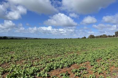 Farm For Sale - WA - Dandaragan - 6507 - Prime lifestyle or add on high production block  (Image 2)